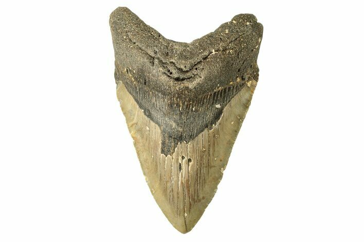 Fossil Megalodon Tooth - North Carolina #258004